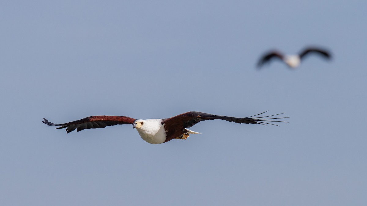 African Fish-Eagle - ML441536371