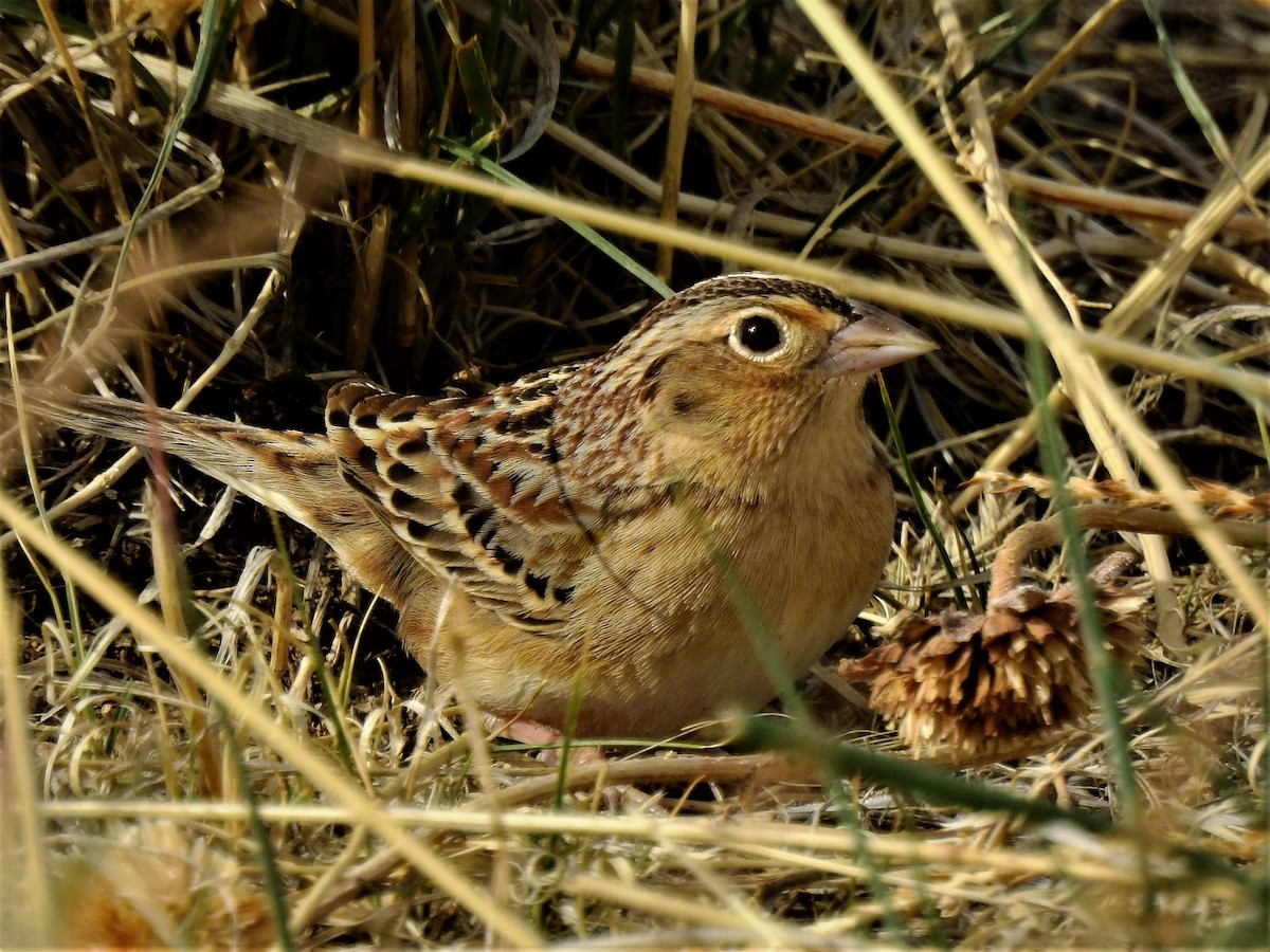 Grasshopper Sparrow - ML441538441