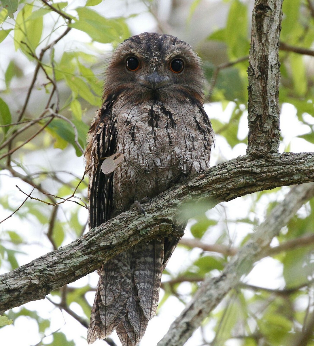 Tawny Frogmouth - Gus  Go
