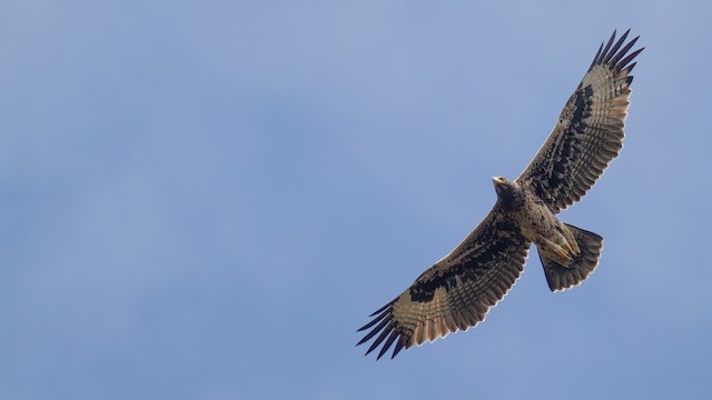 Verreaux's Eagle - eBird