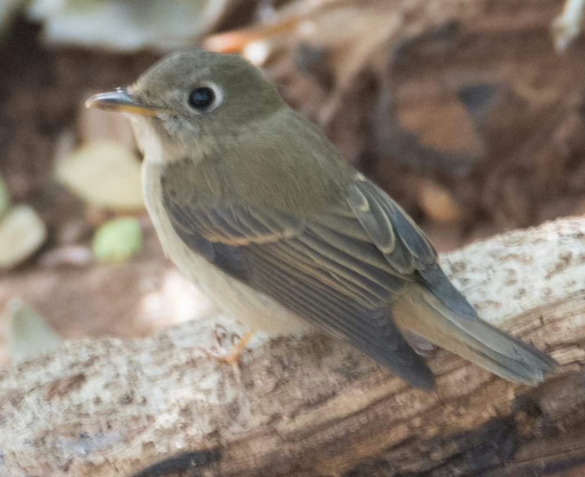 Brown-breasted Flycatcher - ML44154481