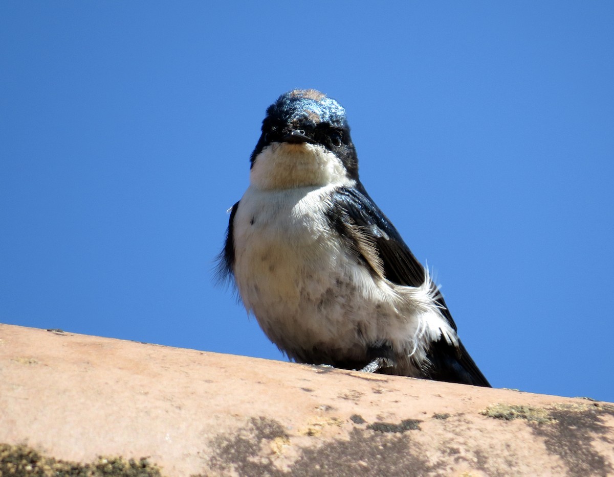 Blue-and-white Swallow - ML44154831
