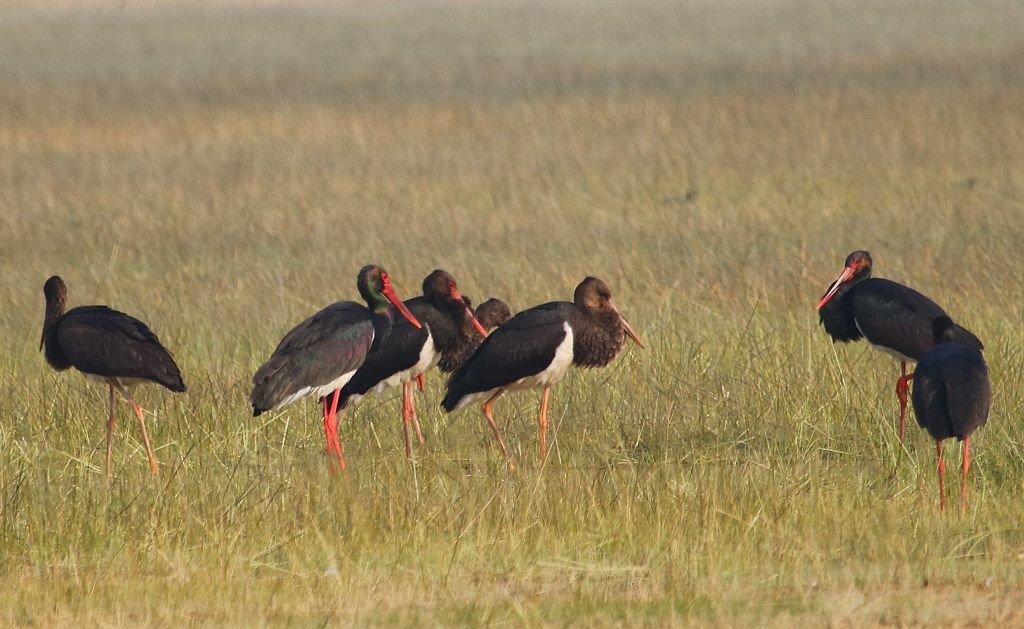 Black Stork - Kaajal Dasgupta