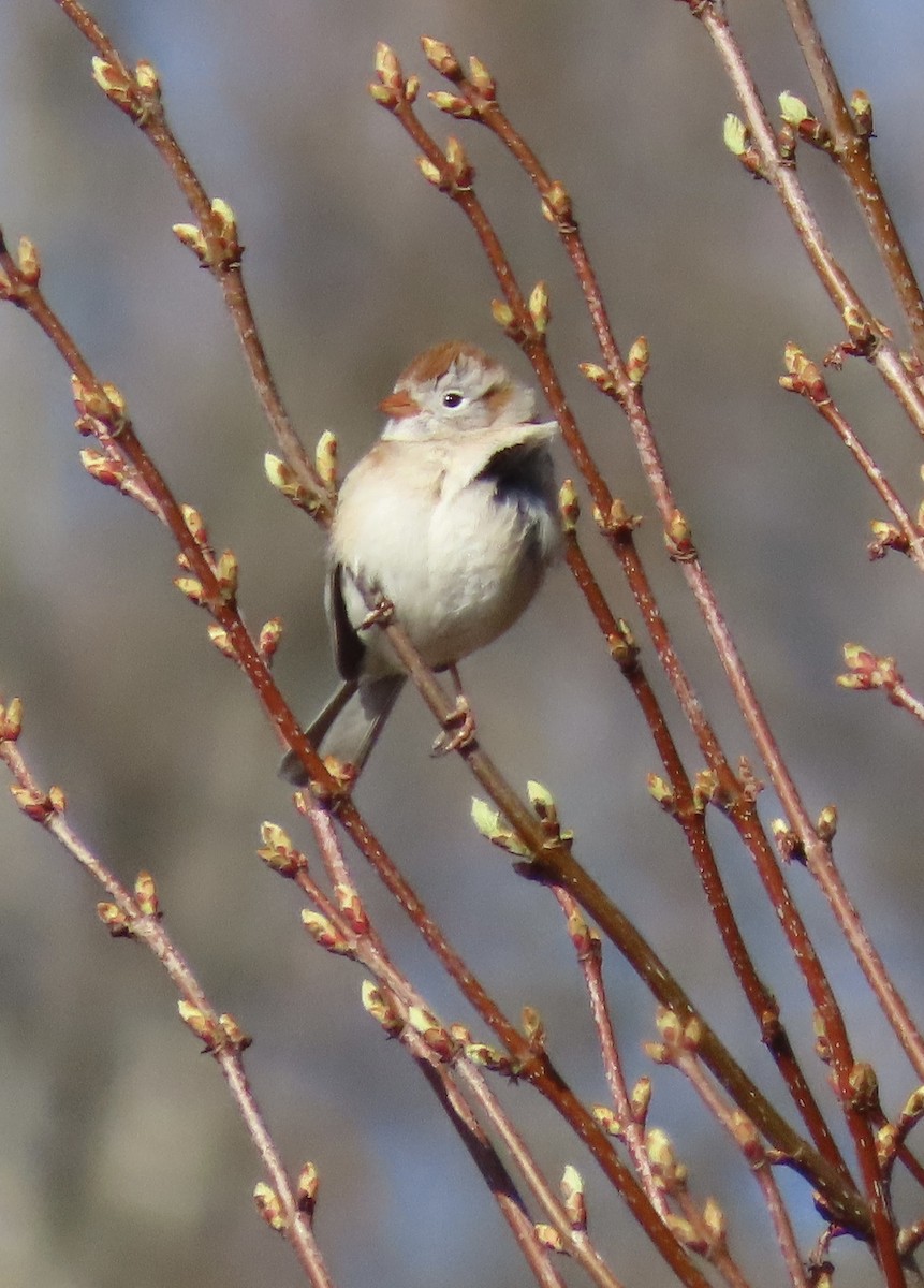 Field Sparrow - ML441550381