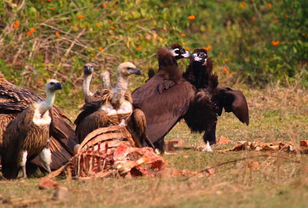 Cinereous Vulture - ML44155321