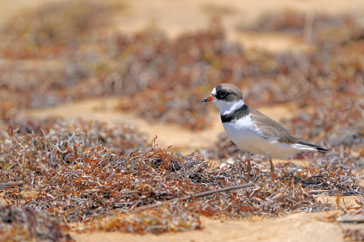 Semipalmated Plover - ML441555151