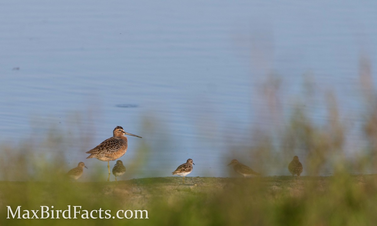 Long-billed Dowitcher - ML441559911