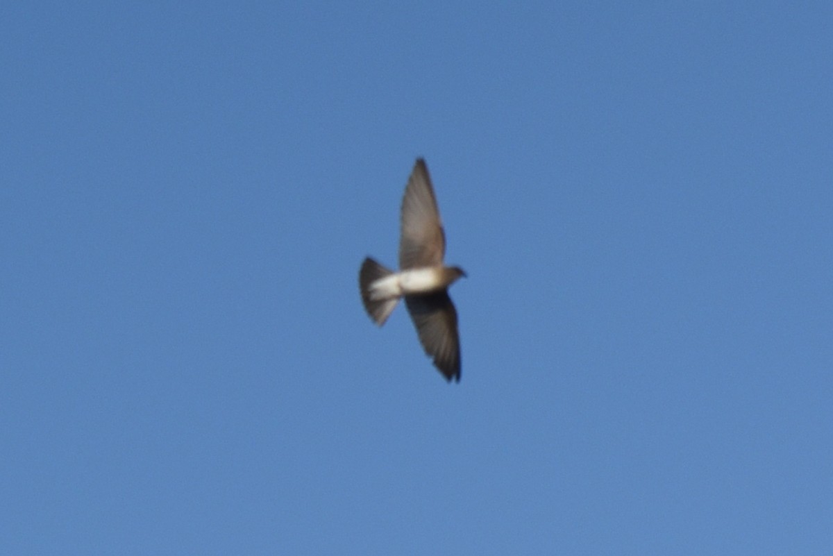 Northern Rough-winged Swallow - ML441561631
