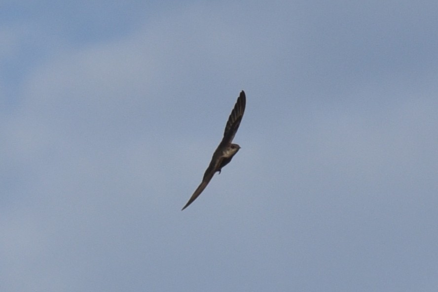 Northern Rough-winged Swallow - ML441561691