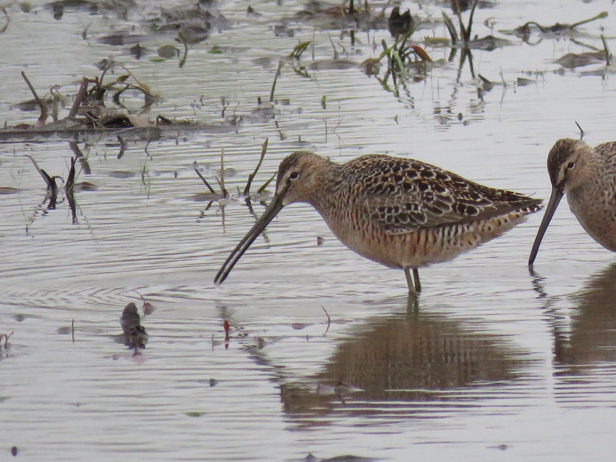 Long-billed Dowitcher - ML441565101