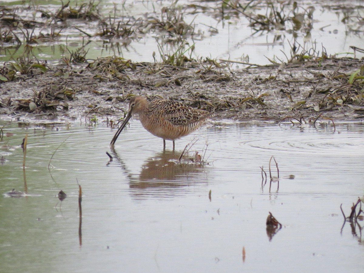 Long-billed Dowitcher - ML441565121