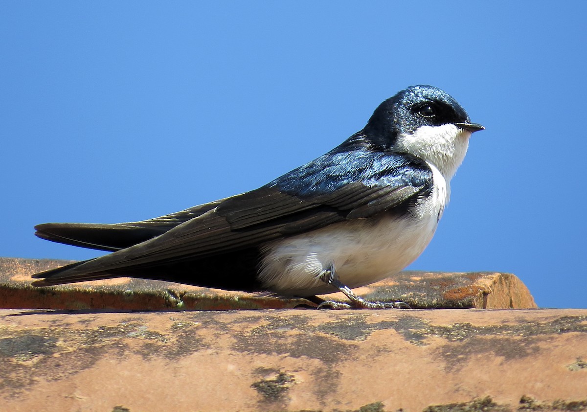 Blue-and-white Swallow - Andrés M. Cuervo
