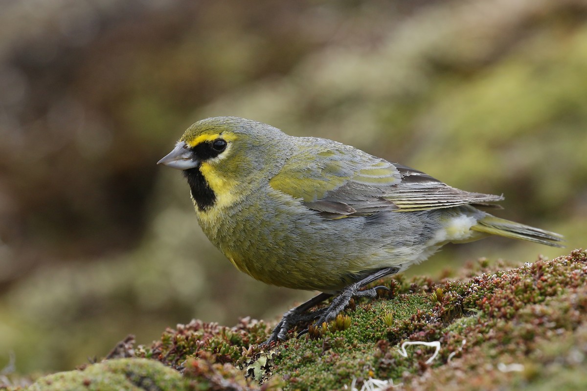 Yellow-bridled Finch - Jan Andersson