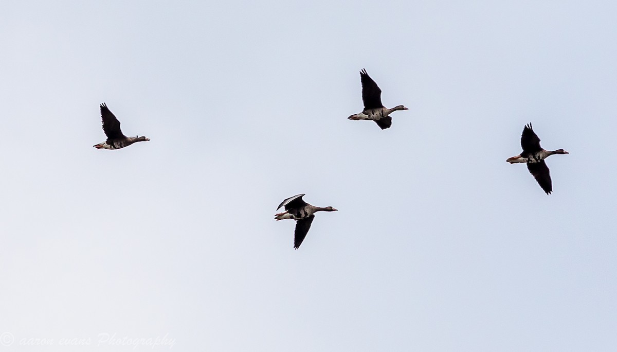 Greater White-fronted Goose - aaron evans