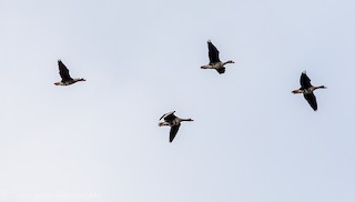 Greater White-fronted Goose, ML44156961