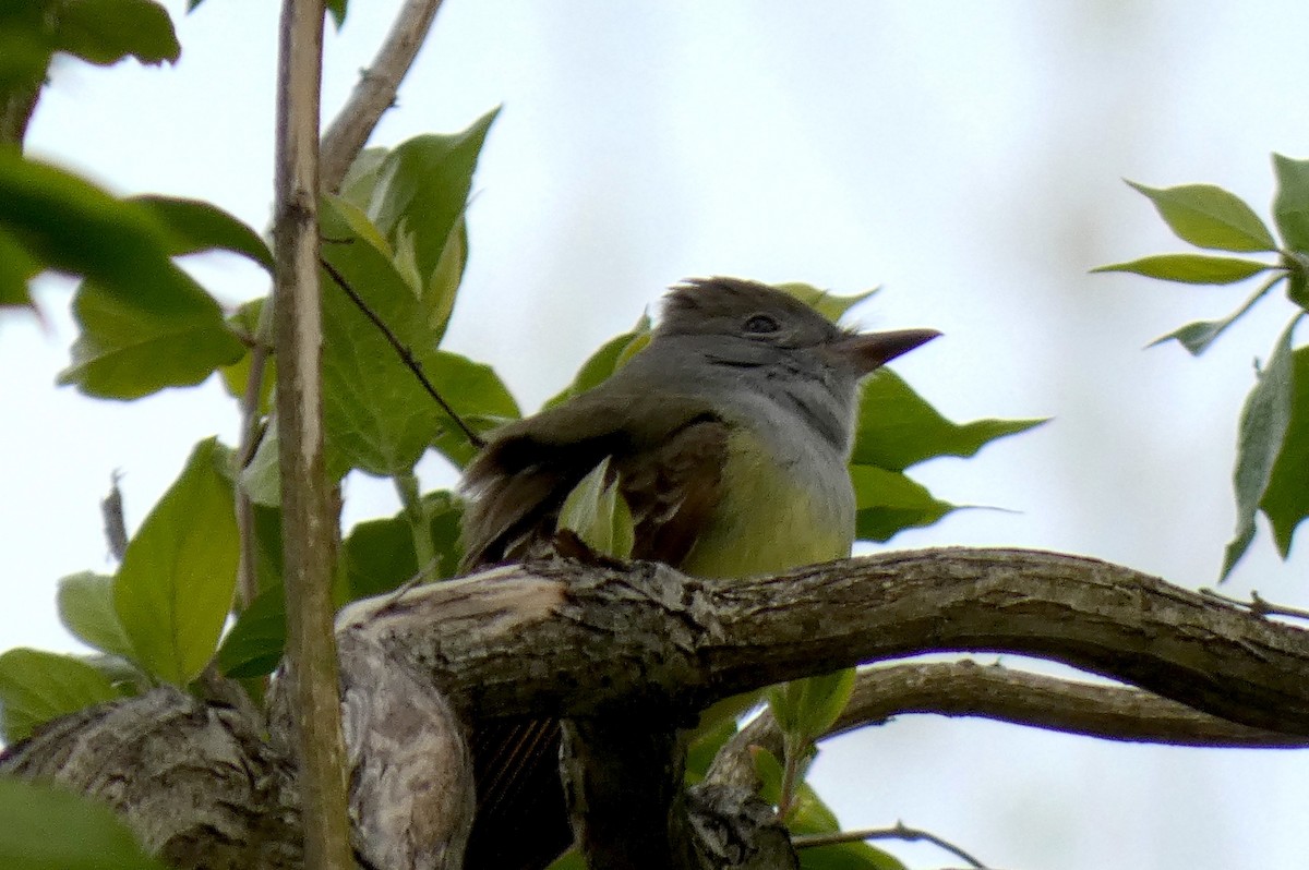 Great Crested Flycatcher - ML441577201