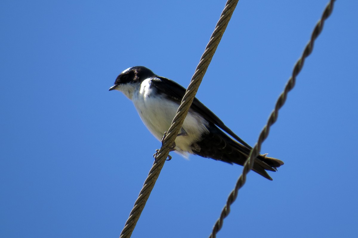 Blue-and-white Swallow - ML44158071
