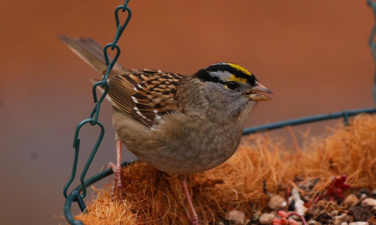 White-crowned x Golden-crowned Sparrow (hybrid) - ML441581501