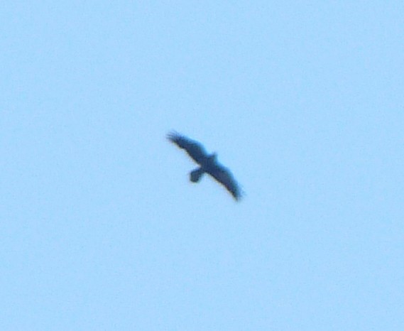 Common Raven - ML441581681