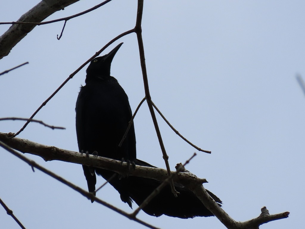 Great-tailed Grackle - ML441588921