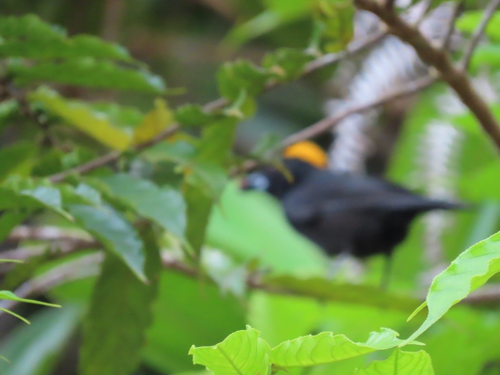Tawny-crested Tanager - ML441589361