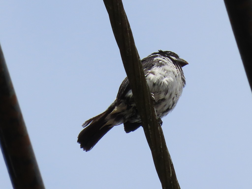 Variable Seedeater - ML441590021