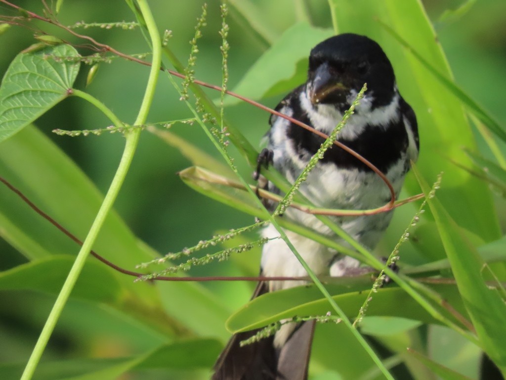 Variable Seedeater - ML441590181