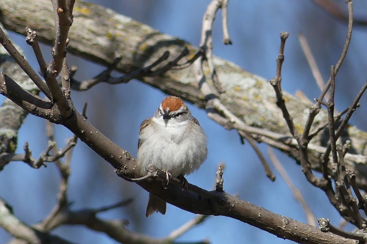 Chipping Sparrow - ML441590501