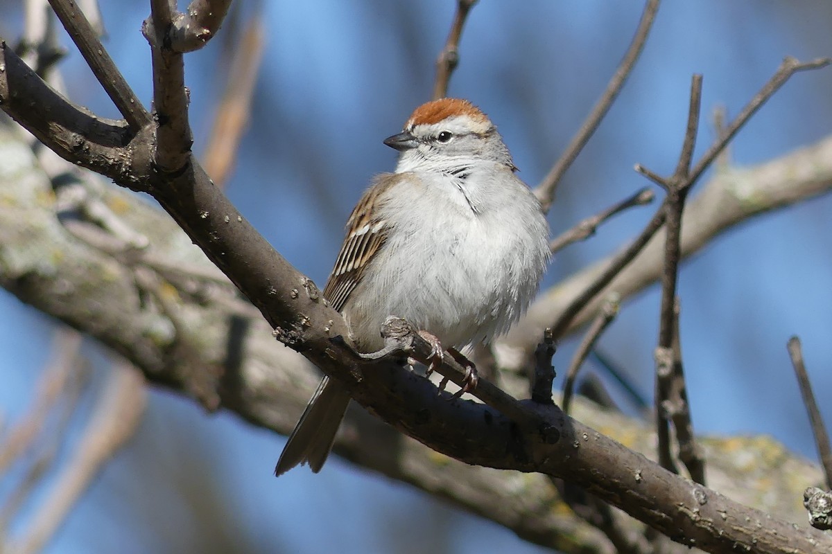 Chipping Sparrow - ML441590521