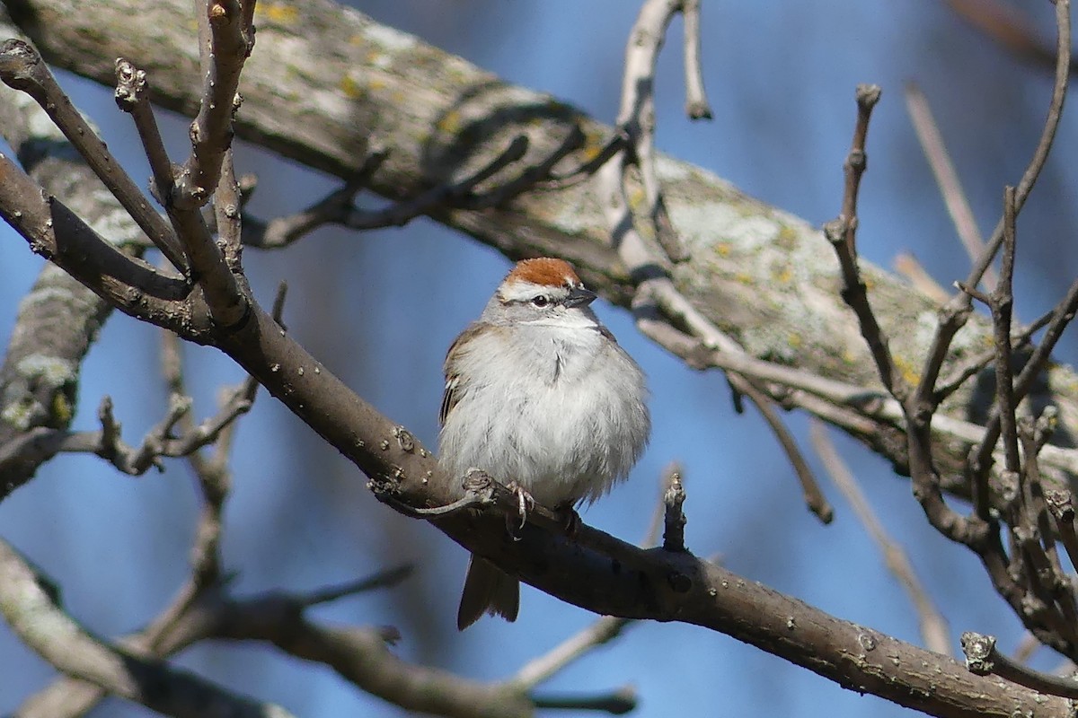 Chipping Sparrow - ML441590531
