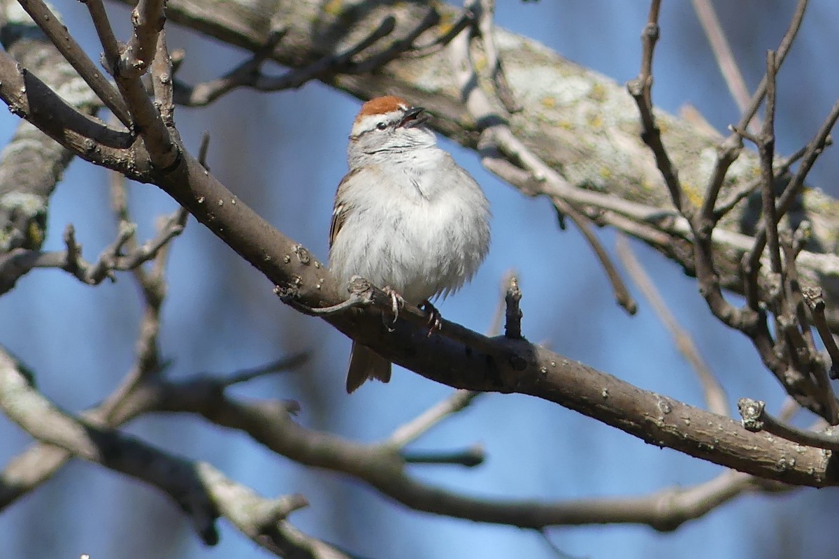 Chipping Sparrow - ML441590541