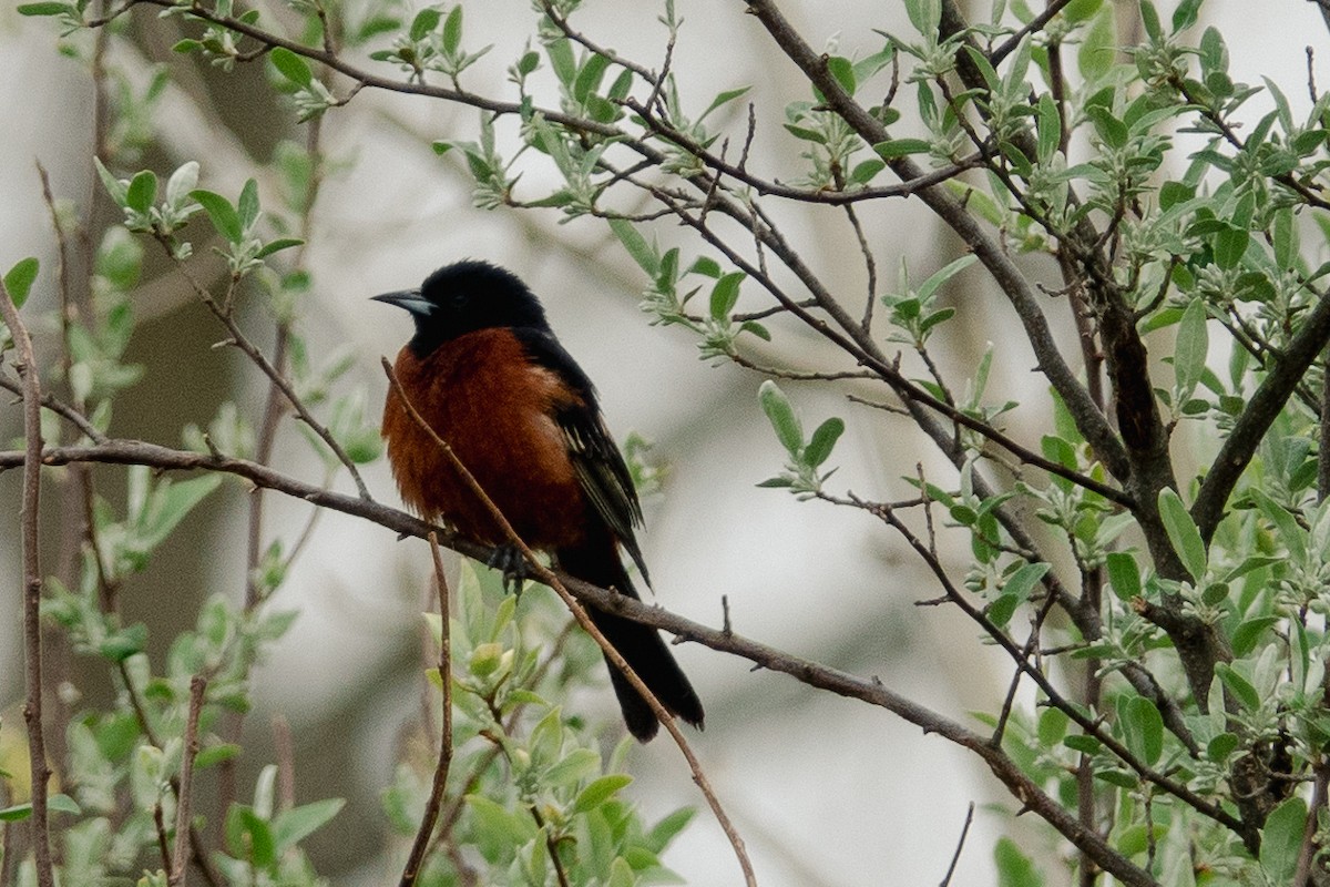 Orchard Oriole - ML441590981