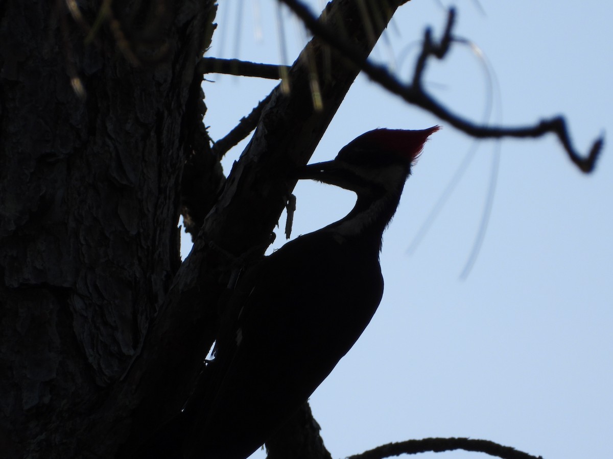 Pileated Woodpecker - ML441592921