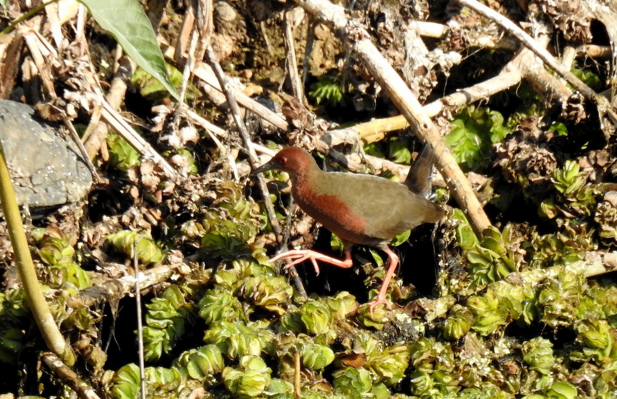 Ruddy-breasted Crake - Anonymous