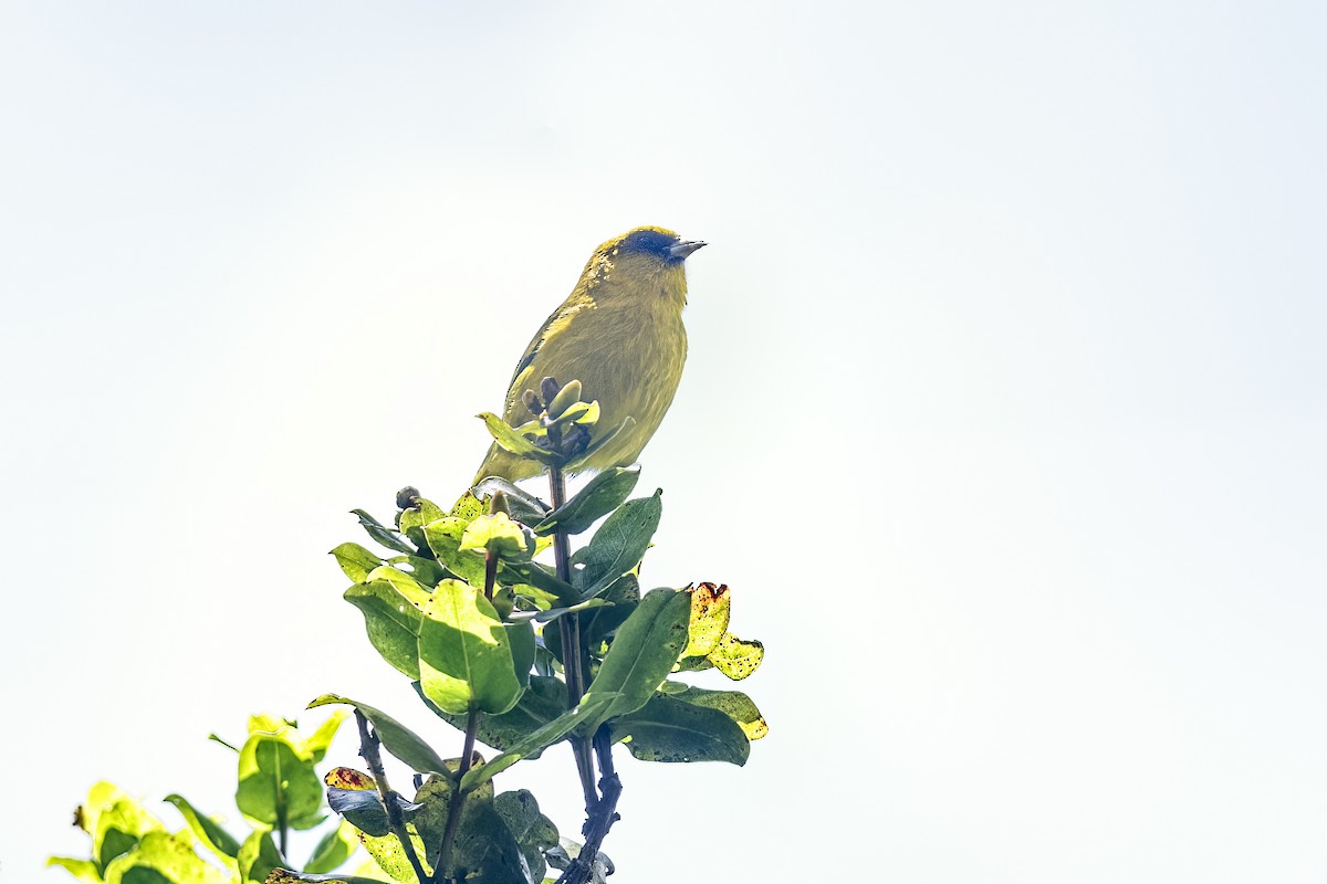 Kauai-Akepakleidervogel - ML441595361