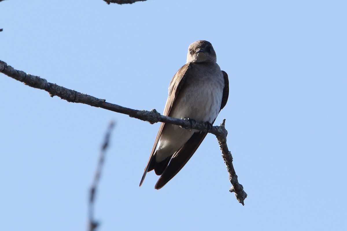 Northern Rough-winged Swallow - Gang Wu
