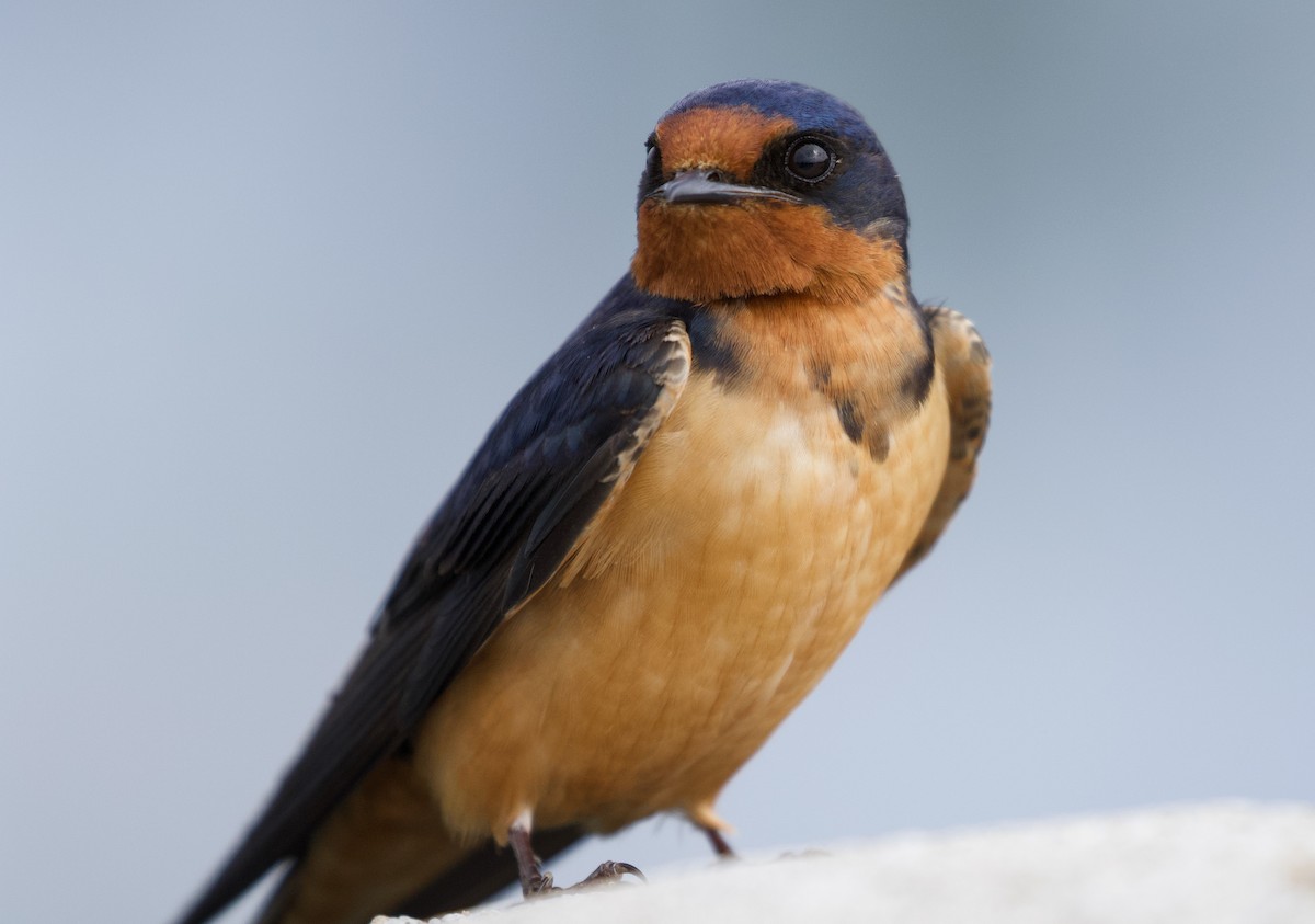 Barn Swallow (American) - ML441597161