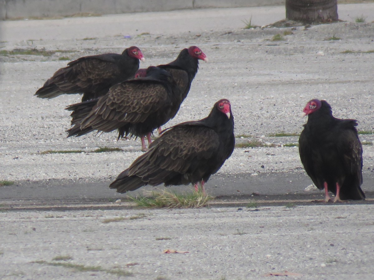 Turkey Vulture - ML44159731