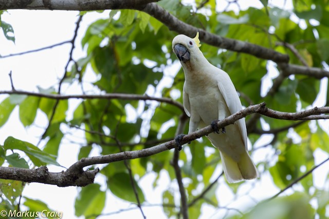 yellow umbrella cockatoo