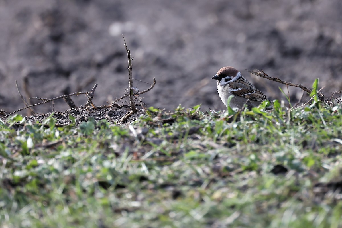 Eurasian Tree Sparrow - ML441604891