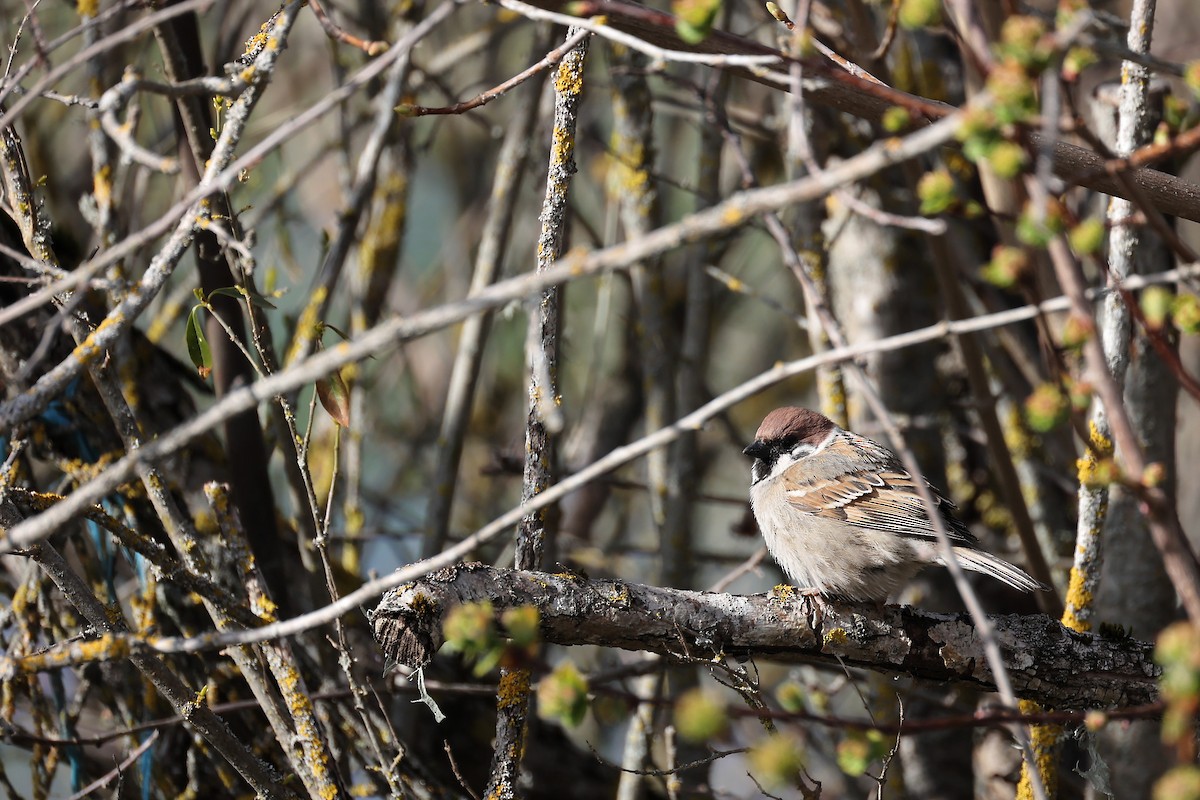 Eurasian Tree Sparrow - ML441605011