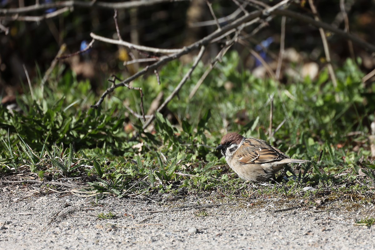 Eurasian Tree Sparrow - ML441605291