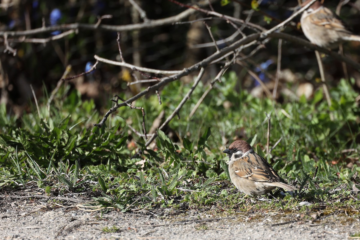 Eurasian Tree Sparrow - ML441605541
