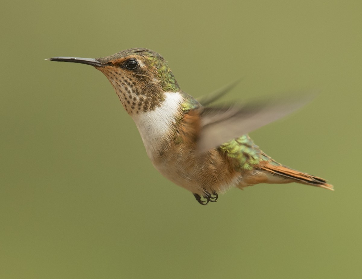 Scintillant Hummingbird - Ken Langelier