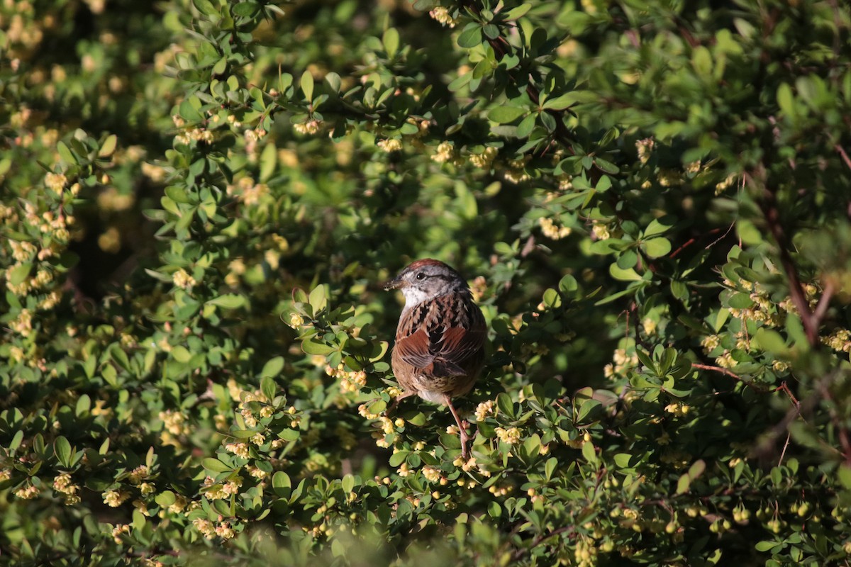 Swamp Sparrow - ML441613241