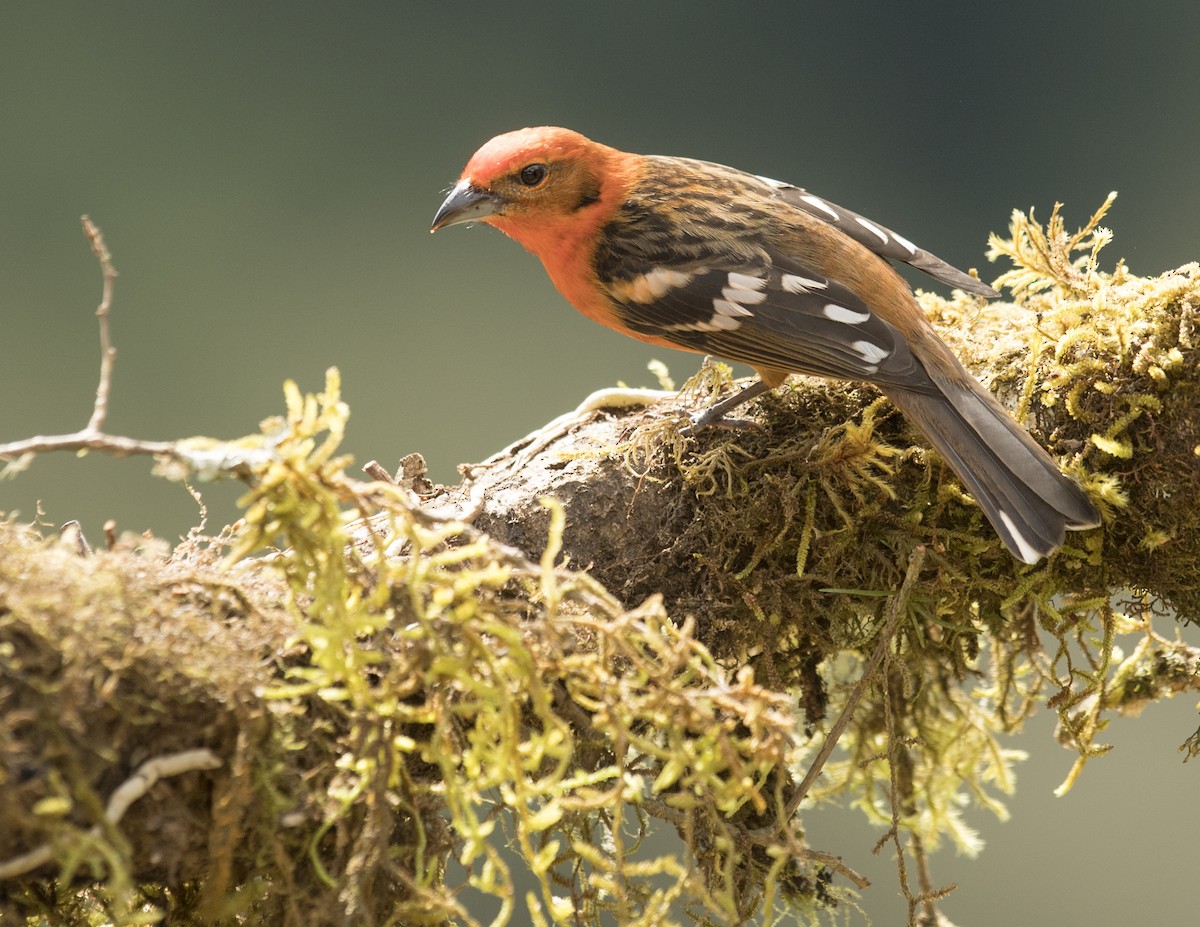 Flame-colored Tanager - Ken Langelier