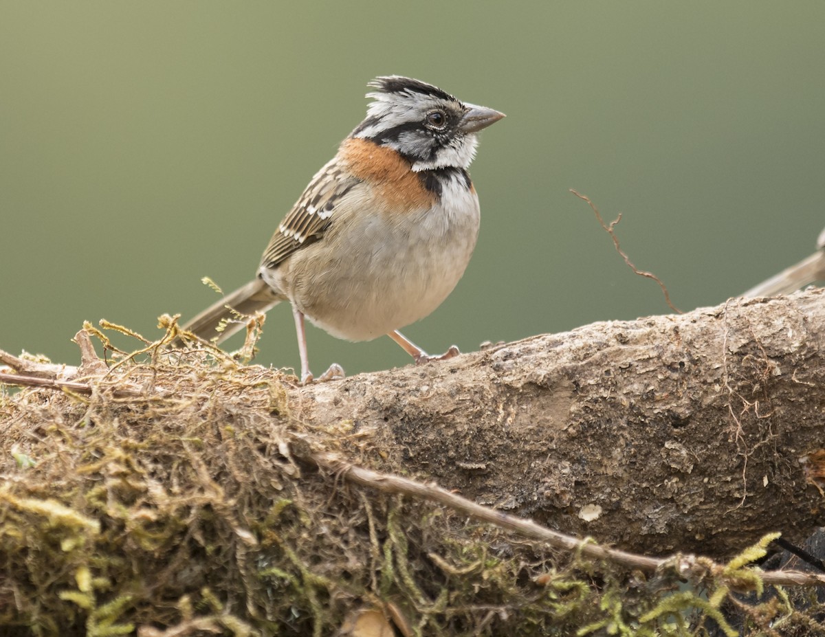 Rufous-collared Sparrow - ML44161591