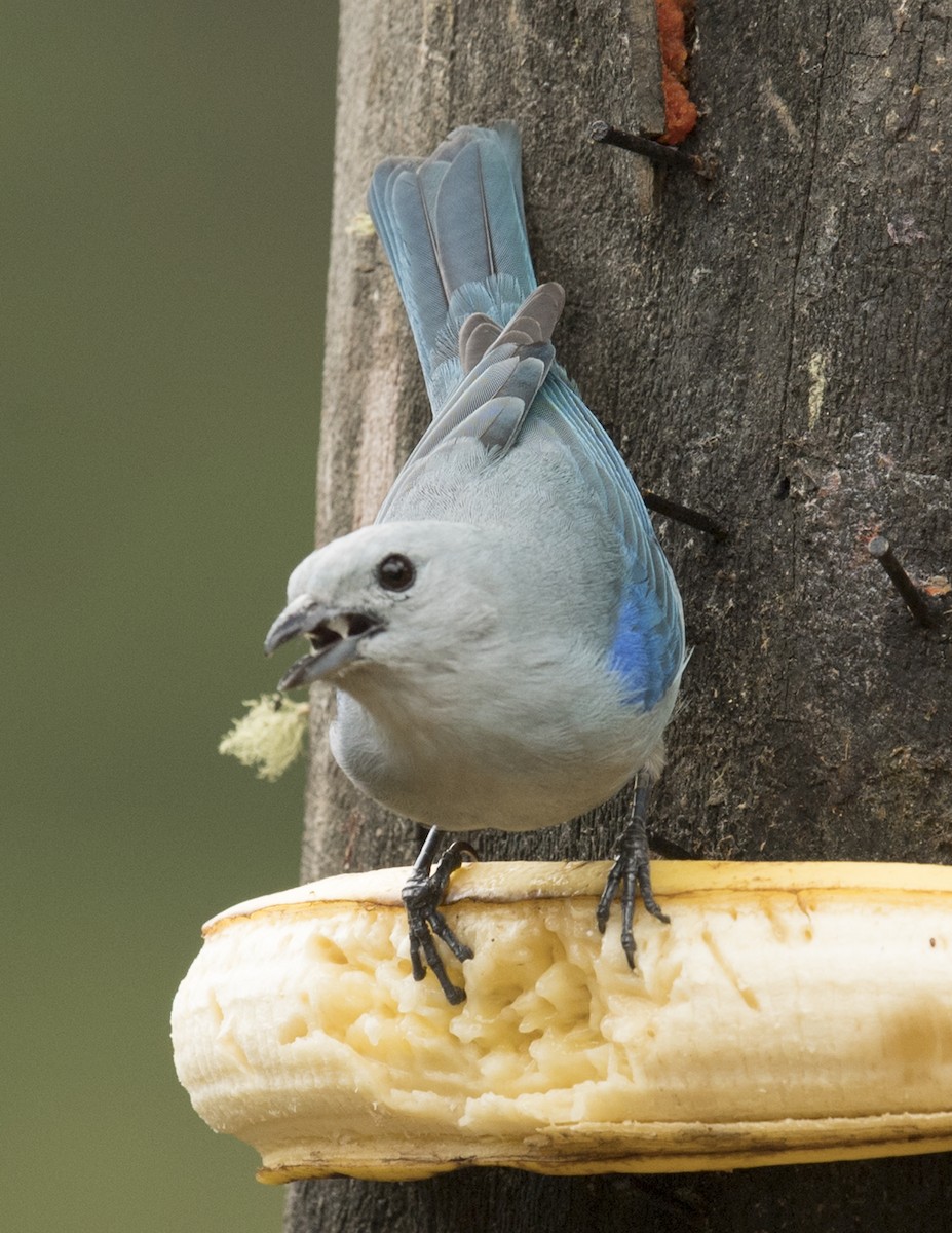 Blue-gray Tanager - ML44161611