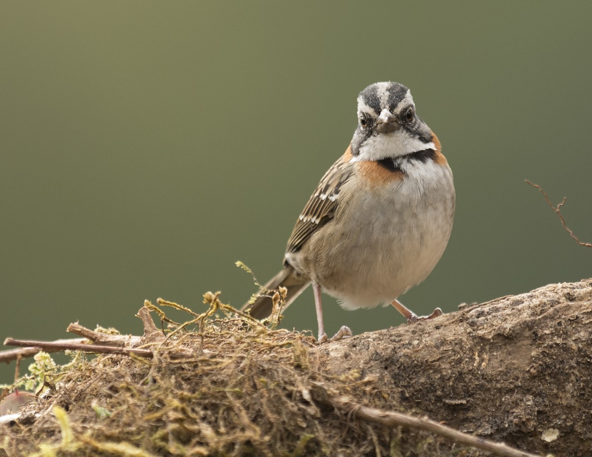 Rufous-collared Sparrow - ML44161881