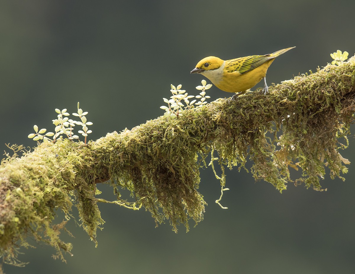 Silver-throated Tanager - ML44162081